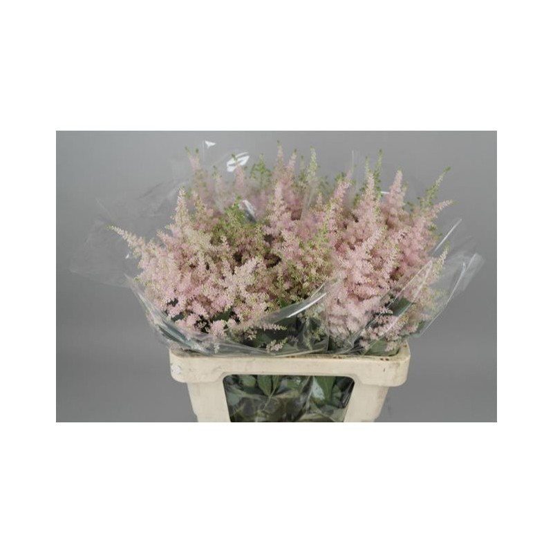 Astilbe Europa 60cm heleroosa