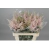 Astilbe Europa 60cm heleroosa