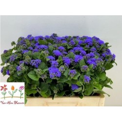 Ageratum Blue Horizon 60cm sinine