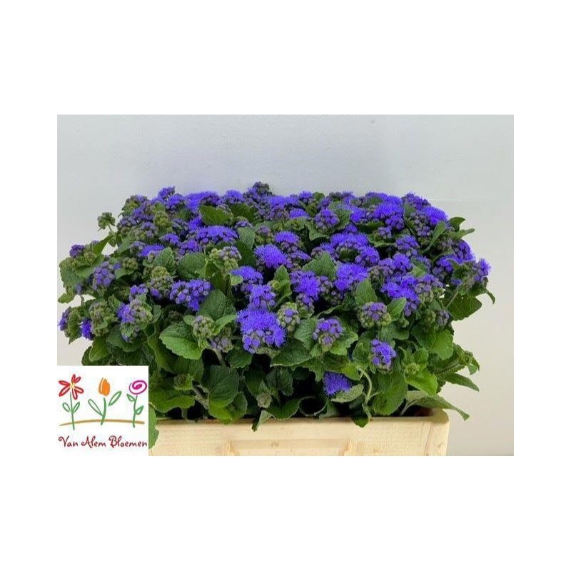 Ageratum Blue Horizon 60cm sinine