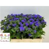 Ageratum Blue Horizon 60cm sinine