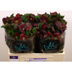 Helleborus Mammoth Red 35cm punane