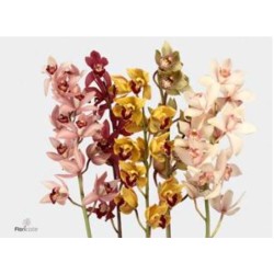 Cymbidium mix 50cm