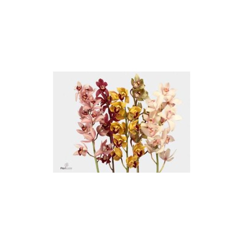 Cymbidium mix 50cm