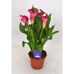 Kalla potis 14 cm roosa