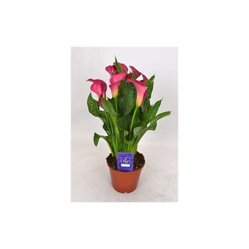 Kalla potis 14 cm roosa