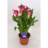 Kalla potis 14 cm roosa