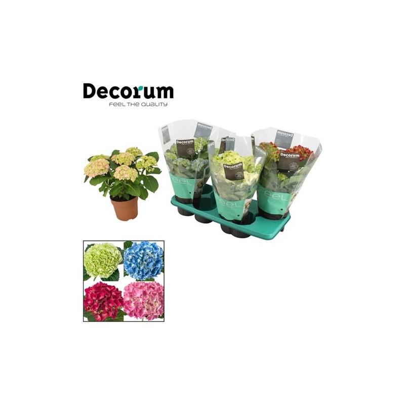 Hydrangea macr. Early Rosa 14/40