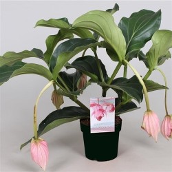 Medinilla mag. Candy 14/30