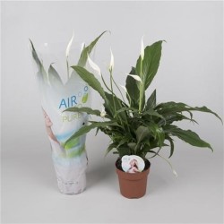 Spathiphyllum Sweet Chico [Promo] 13/55
