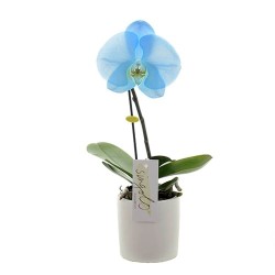 Phalaenopsis Skandinaavia mix 2 tüve 12/45