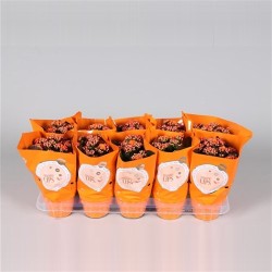 Kalanhoe Calandiva Orange 12/25 oranž