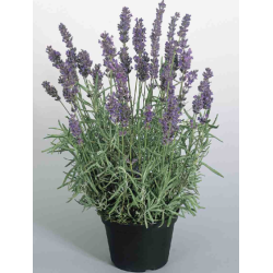 Lavandula ang. Essence Purple 13/35