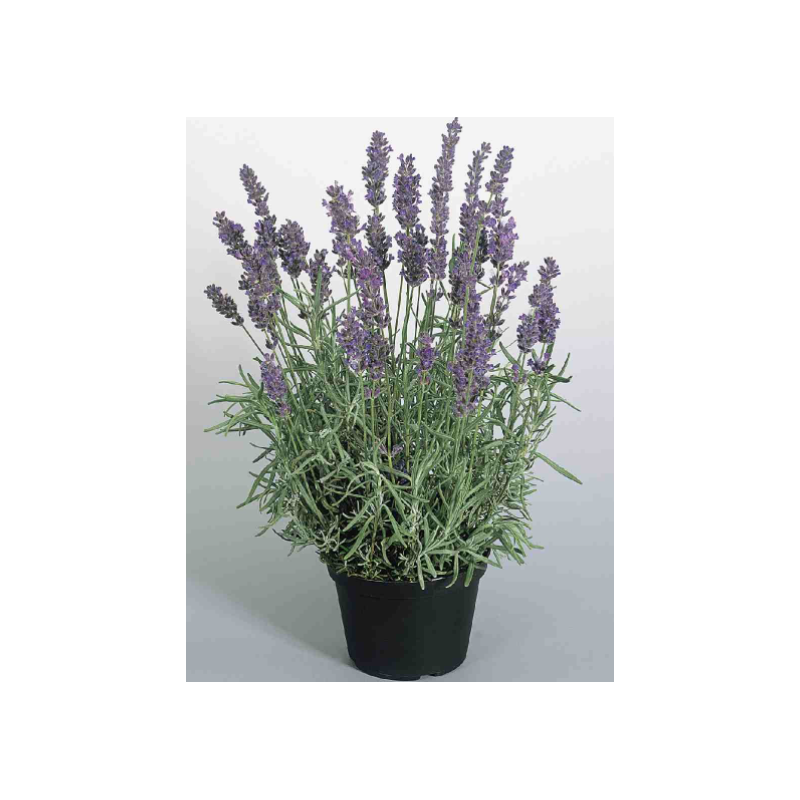 Lavandula ang. Essence Purple 13/35