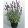 Lavandula ang. Essence Purple 13/35