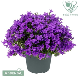 Campanula Ambella Intense Purple 12/25 lilla