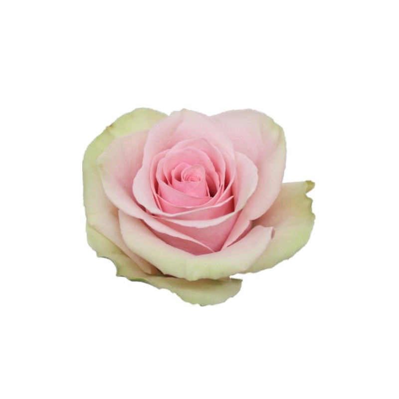 Roos Pink Mondial EC 50cm heleroosa