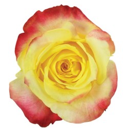 Roos High&Yellow EQ 50cm kirju