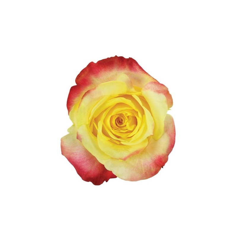Roos High&Yellow EQ 50cm kirju