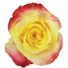 Roos High&Yellow EQ 50cm kirju
