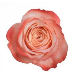 Roos Kahala EQ 70cm salmon