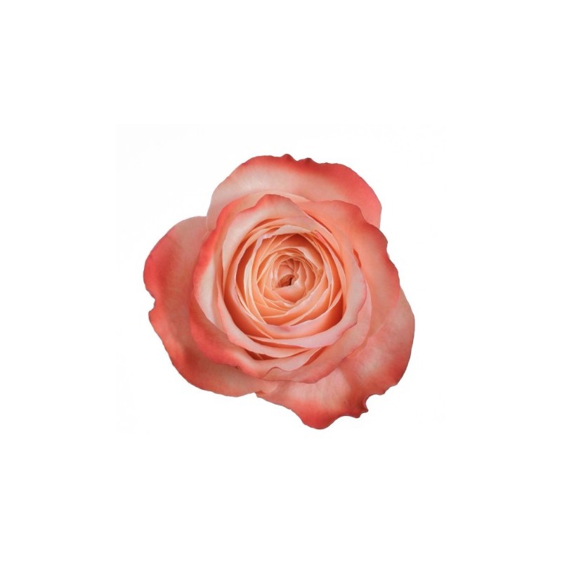 Roos Kahala EQ 70cm salmon