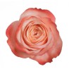 Roos Kahala EQ 70cm salmon