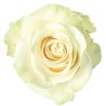 Roos Mondial EQ 80cm valge