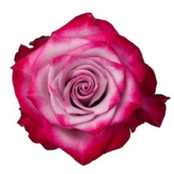 Roos Deep Purple 60cm lilla