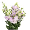 Eustoma Stracciatella Lavander 70-75cm helelilla