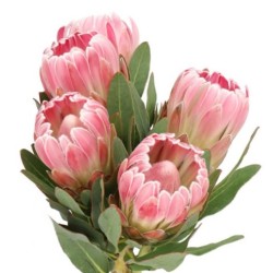 Protea Carnival 40-50cm roosa