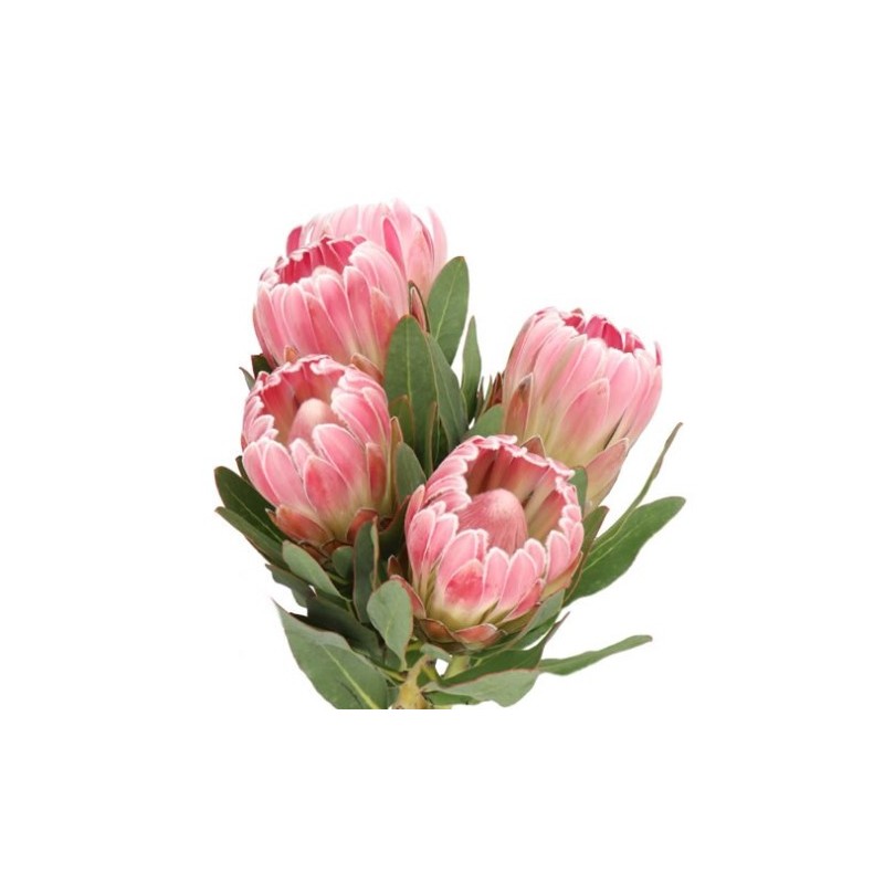 Protea Carnival 40-50cm roosa