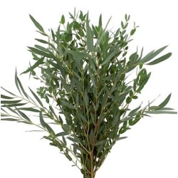 Eukalüpt Parvifolia 300gr Itaalia