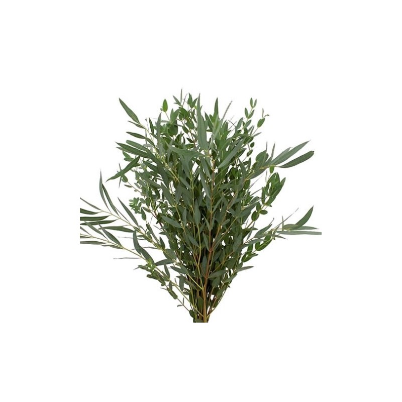 Eukalüpt Parvifolia 300gr Itaalia