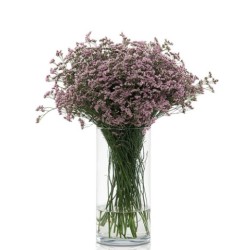 Limonium Safora Oshi Pink roosa