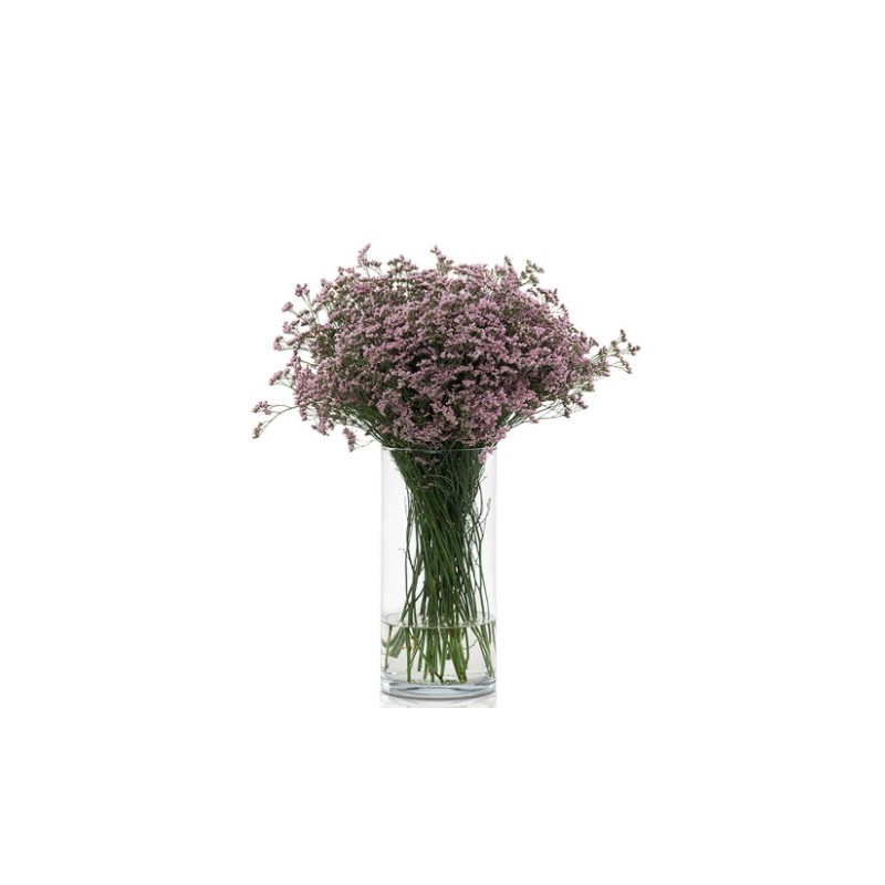 Limonium Safora Oshi Pink roosa