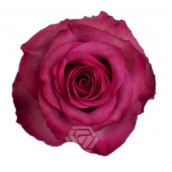 Roos Lola EQ 50cm lillakas roosa
