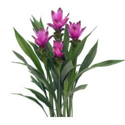 Curcuma Siam Shadow roosa