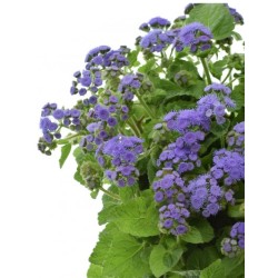 Ageratum Blue Horizon 60cm sinine