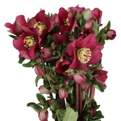 Helleborus Mammoth Red 35cm punane