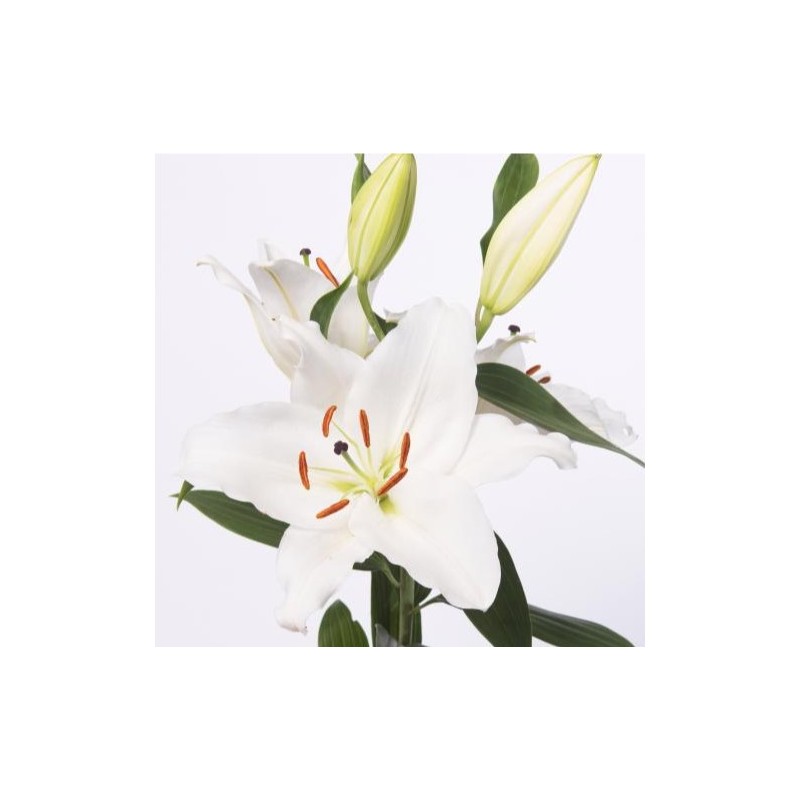 Lilium OR valge (TP)