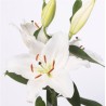 Lilium OR valge (TP)