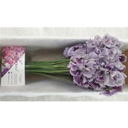 Lathyrus(Lillehernes) lavender 35+cm