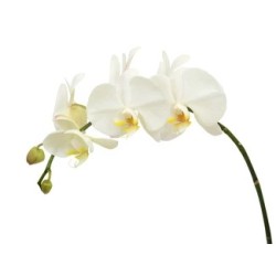 Orhideeoks (Phalaenopsis) valge