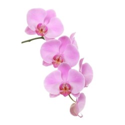 Orhideeoks (Phalaenopsis) roosa