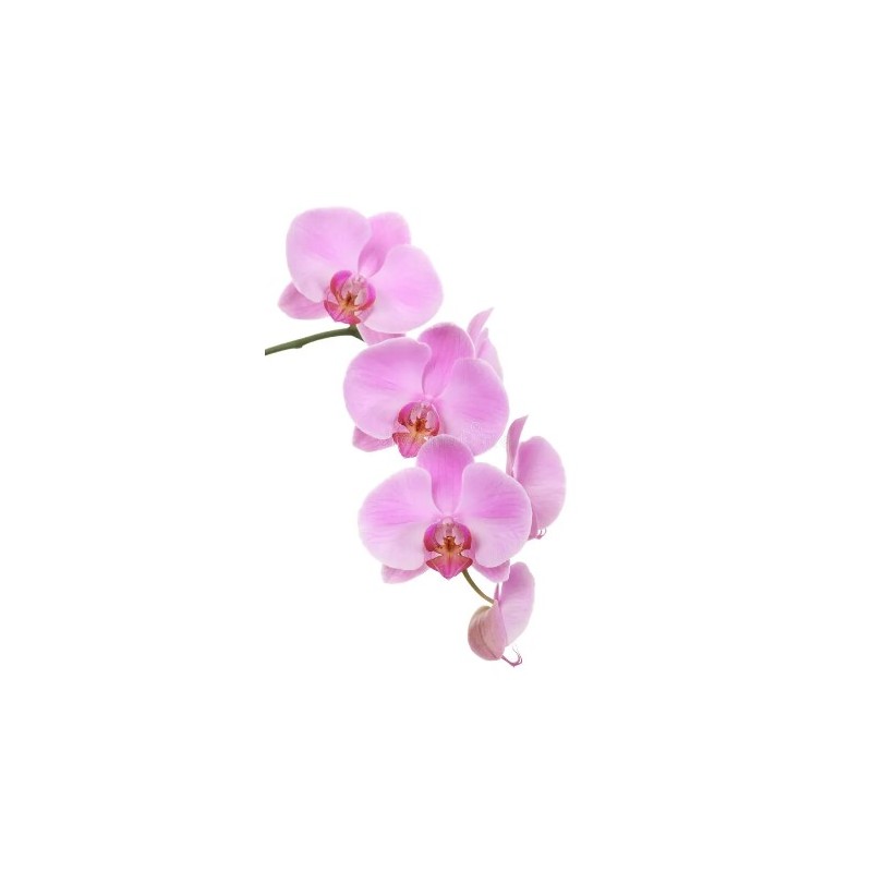 Orhideeoks (Phalaenopsis) roosa