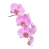 Orhideeoks (Phalaenopsis) roosa