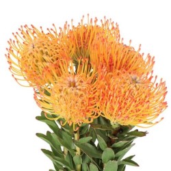 Leucospermum Ayoba Sun 40cm oranž