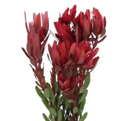 Leucadendron Safari Sunset 60-70cm punane