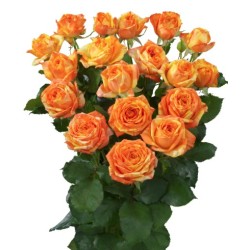 Kobarroos Orange Peps EQ 50-60cm oranž